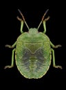 Bug Palomena prasina Royalty Free Stock Photo