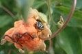 Bug on passiflore fruit Royalty Free Stock Photo