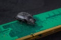 Bug on PC memory circuit board. Computer error concept