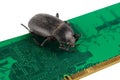 Bug on PC memory circuit board. Computer error concept