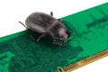 Bug on PC memory circuit board. Computer error concept Royalty Free Stock Photo