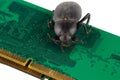 Bug on PC memory circuit board. Computer error concept