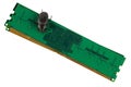 Bug on PC memory circuit board. Computer error concept