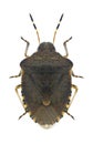 Bug Peribalus strictus