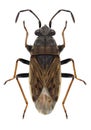 Bug Peritrechus gracilicornis