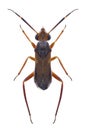 Bug Pilophorus confusus Royalty Free Stock Photo