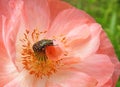 Bug on pink flower Royalty Free Stock Photo