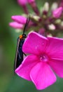 Bug on Pink Impatiens