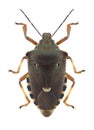 Bug Pinthaeus sanguinipes Royalty Free Stock Photo