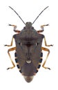 Bug Pinthaeus sanguinipes Royalty Free Stock Photo