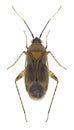 Bug Plagiognathus arbustorum Royalty Free Stock Photo