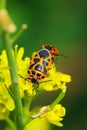 Bug on the plant