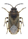 Bug Platyplax inermis Royalty Free Stock Photo