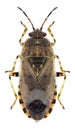 Bug Platyplax salviae Royalty Free Stock Photo