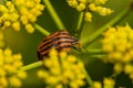 Bug with red and black stripes, graphosoma lineatum on a yellow flower Royalty Free Stock Photo