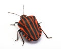 Top view of a shield bug Royalty Free Stock Photo