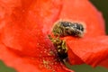 Hairy Flower Beetle on Poppy in Nicosia Royalty Free Stock Photo