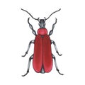 Bug red. Hand drawn insect illustration, detailed art. Isolated bug on white background Royalty Free Stock Photo