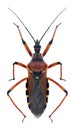 Bug Rhynocoris iracundus Royalty Free Stock Photo