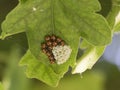 Bug`s eggs and newborn insects on a leaf Royalty Free Stock Photo