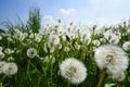 Bug`s eye view of a field of dandelions in spring