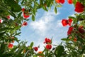 Bug's view on poppy field