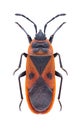 Bug Scantius aegyptius