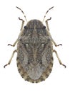 Bug Sciocoris cursitans