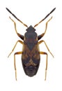 Bug Scolopostethus thomsoni Royalty Free Stock Photo