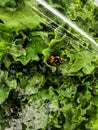 A bug in a sealed bag of organic Kale as seen on a store shelve.