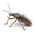 Bug searching, debugging icon isolated on white background