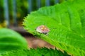 Bug sits on green leaf. Insect pest in garden. Royalty Free Stock Photo