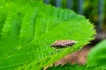 Bug sits on green leaf. Insect pest in garden. Royalty Free Stock Photo
