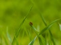 Bug Sitting On The Top Of A Long Grass In Nature Macro