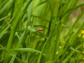 Bug Sitting On The Top Of Long Grass In Wild Grassland