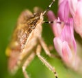 Bug skunk in nature. macro Royalty Free Stock Photo