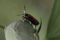 Bug soldier fights with a flower Bud.