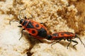 Bug-soldiers Pyrrhocoris apterus. Beettle Soldiers mating Royalty Free Stock Photo