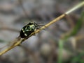 Bug species Eurydema oleracea