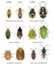 Bug species of Mediterranean Region