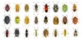 Bug species of Mediterranean Region Royalty Free Stock Photo