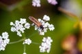 Bug of the species Oedemera femorata