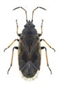 Bug Sphragisticus nebulosus