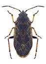 Bug Sphragisticus nebulosus