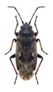 Bug Sphragisticus nebulosus