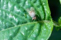 A bug standing on top of a leaf macro Royalty Free Stock Photo