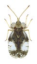 Bug Stephanitis pyri Royalty Free Stock Photo