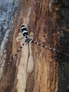Bug on a tree.