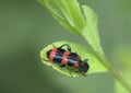 Bug ( Trichodes apiarius).