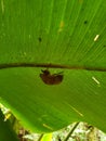 Bug under leaf hiding